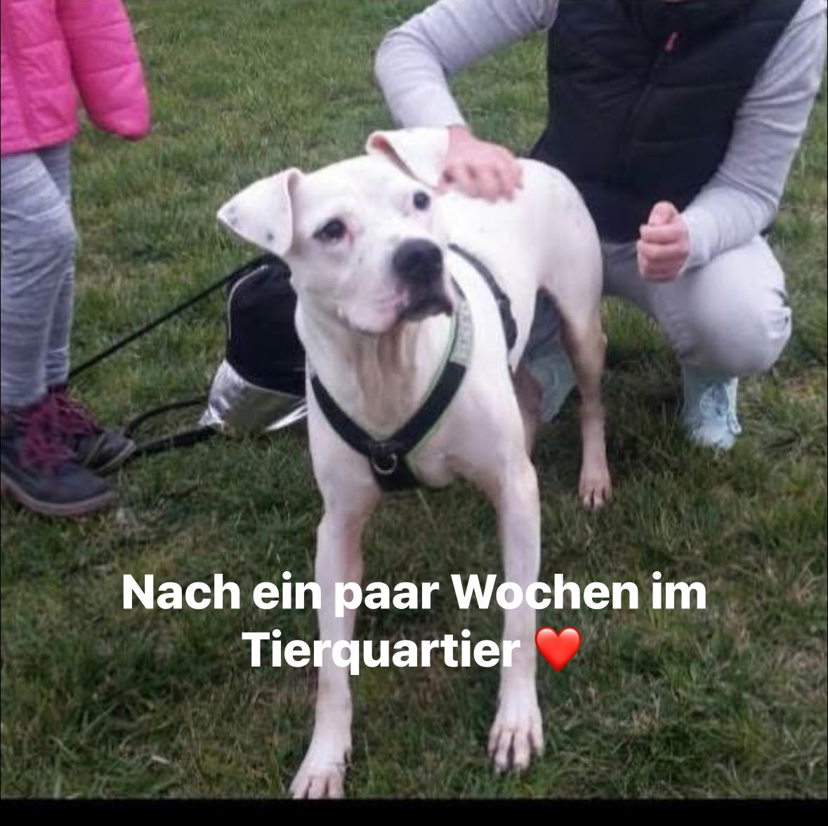 Schaut mal, schon 2017 haben wir uns um gequälte Tiere gekümmert