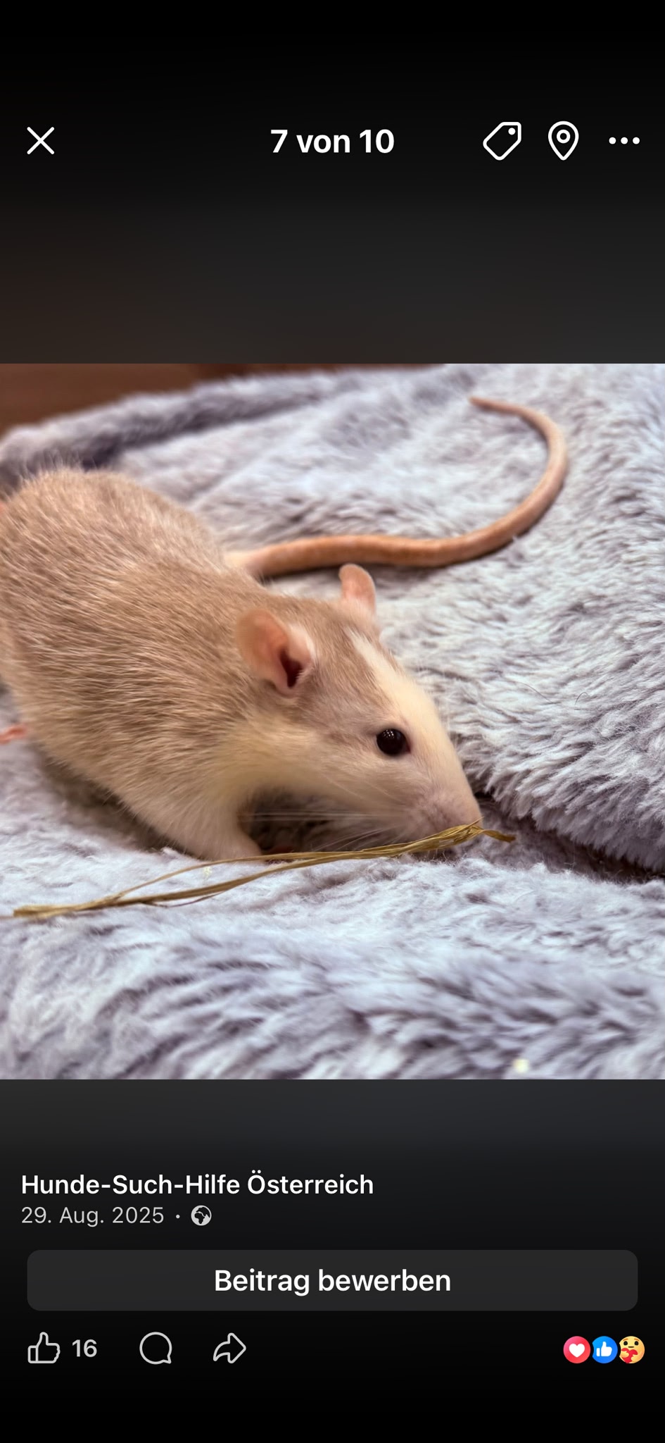 Sechs Ratten gerettet ❤️