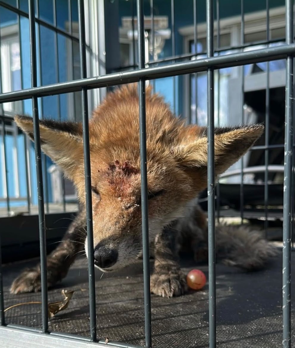 🦊 Füchslein gerettet ❤️