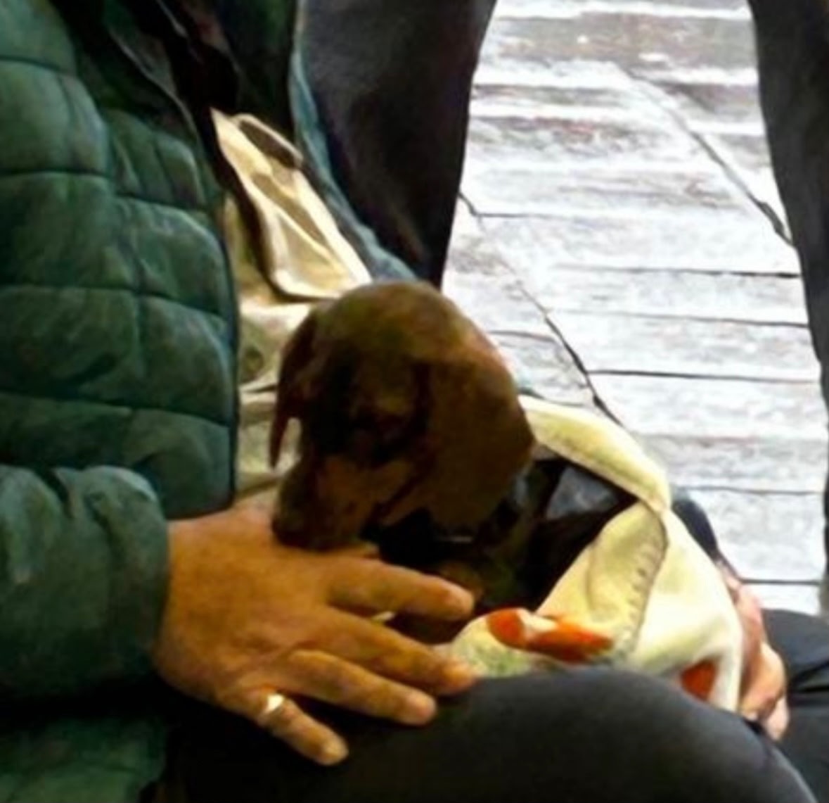 ❤️ WIR KONNTEN WIEDER EINEN BETTLERHUND RETTEN, unseren Schatz INA ❤️