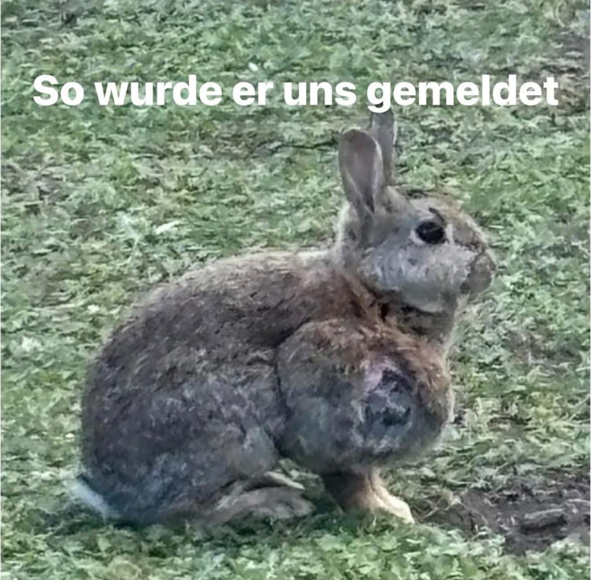 Wildkaninchen gerettet ❤️