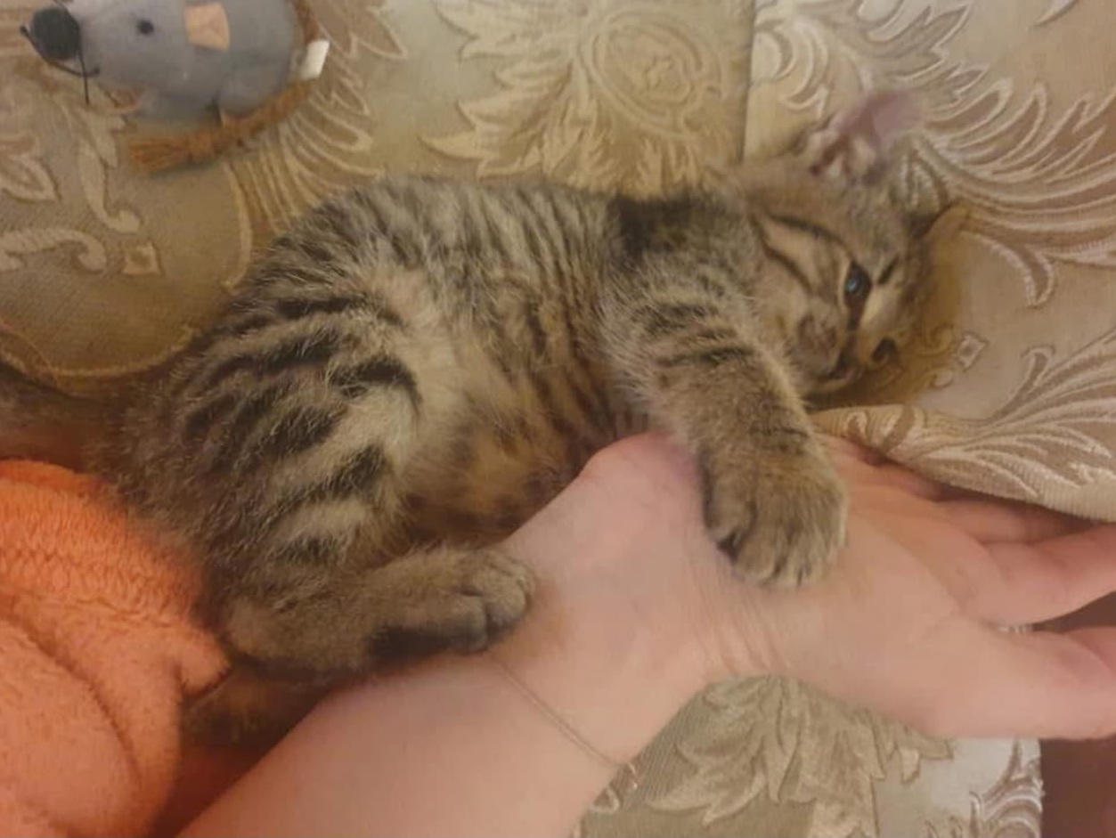 Bettlerkatze Gina findet ihr Glück ❤️
