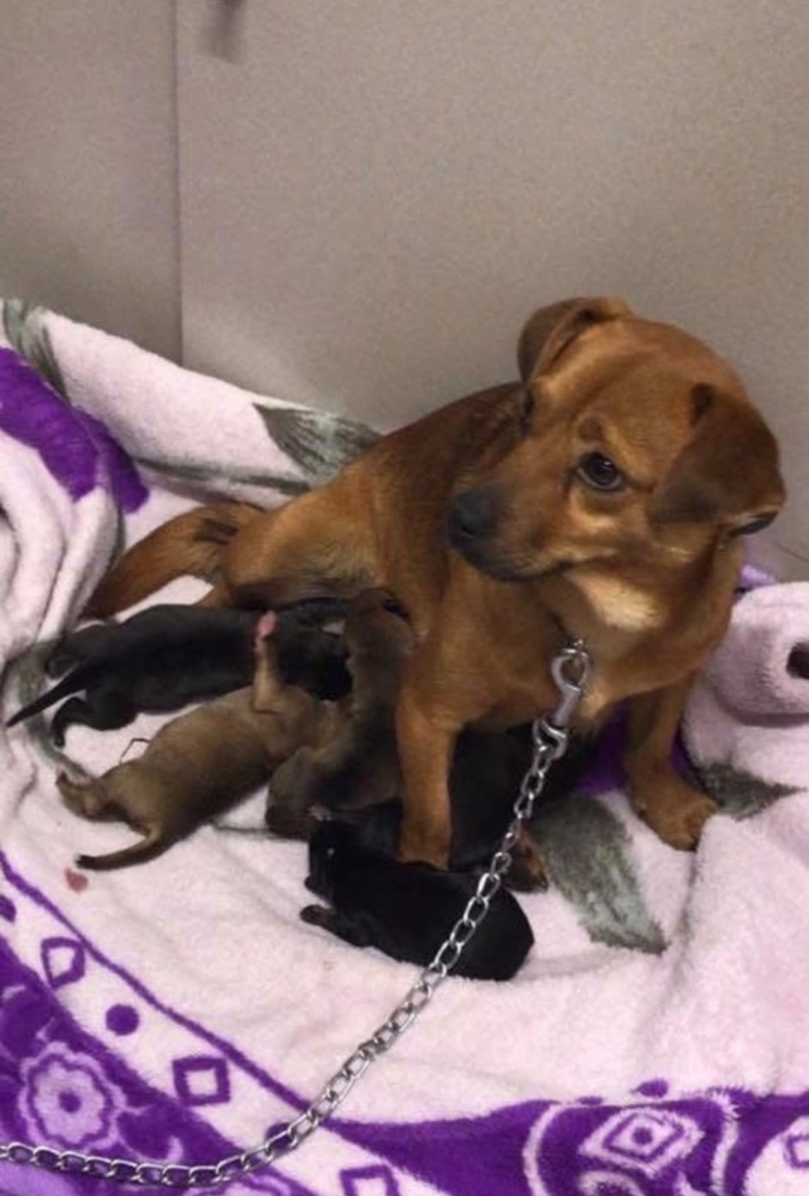 Bibi und Babys gerettet ❤️