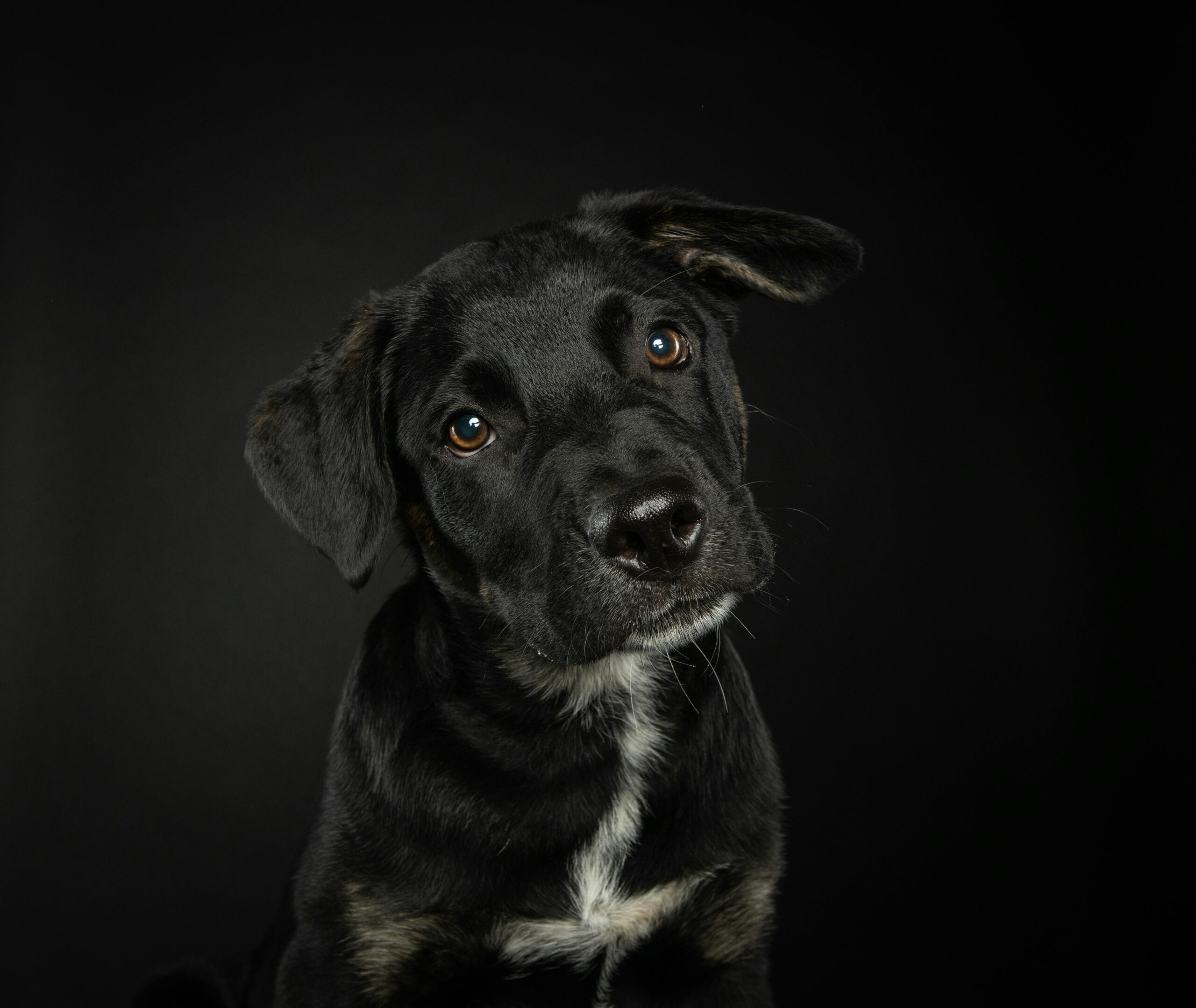 Hilfe- Mein Hund ist weg