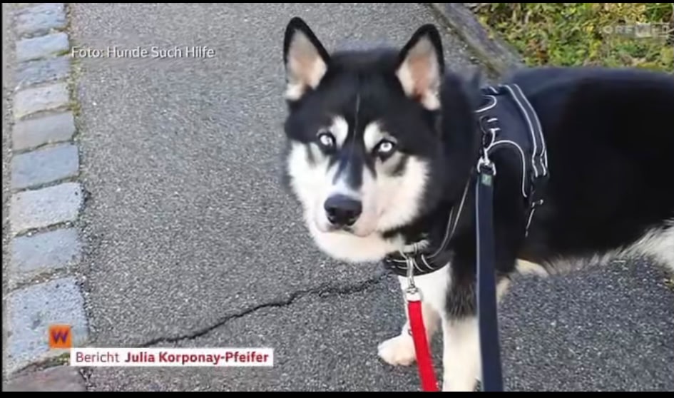 Danke an den ORF für die Reportage von Buba ❤️