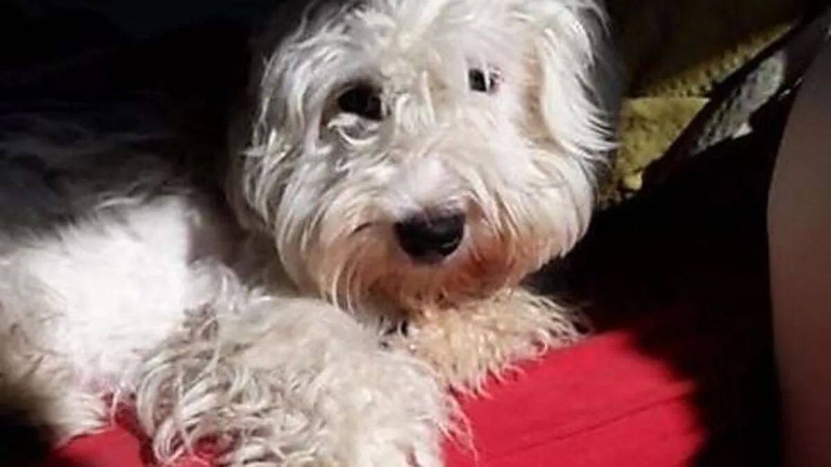 Gequälter Buddy bekommt neues zuhause